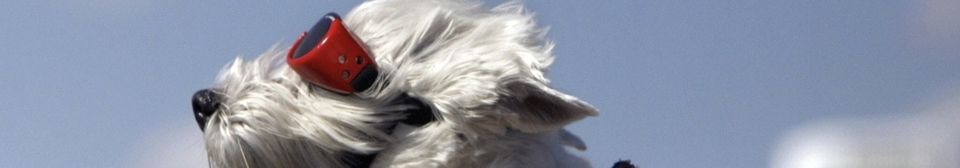 So what’s next in business agility?