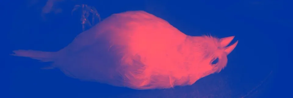 Who are your culture canaries?