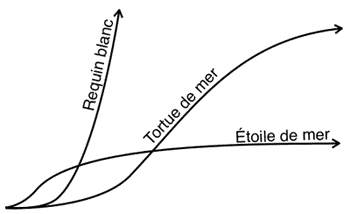 requin-étoile-tortue